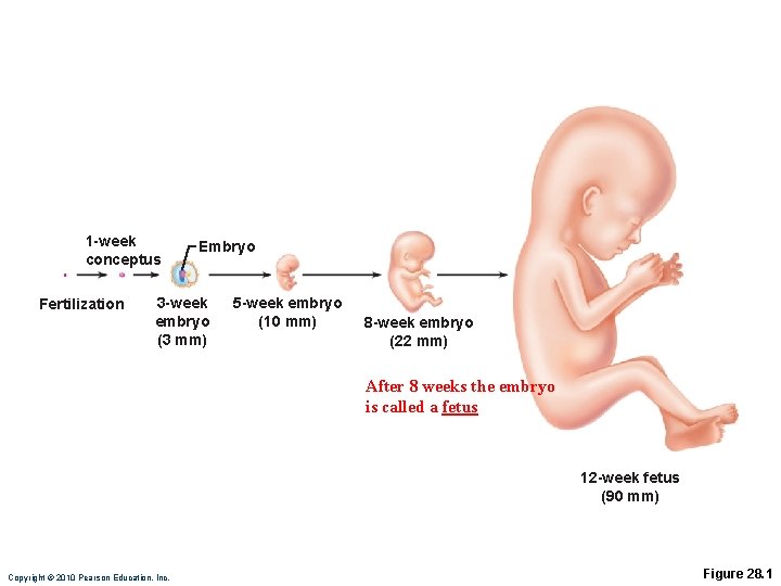 1 -week conceptus Fertilization Embryo 3 -week embryo (3 mm) 5 -week embryo (10