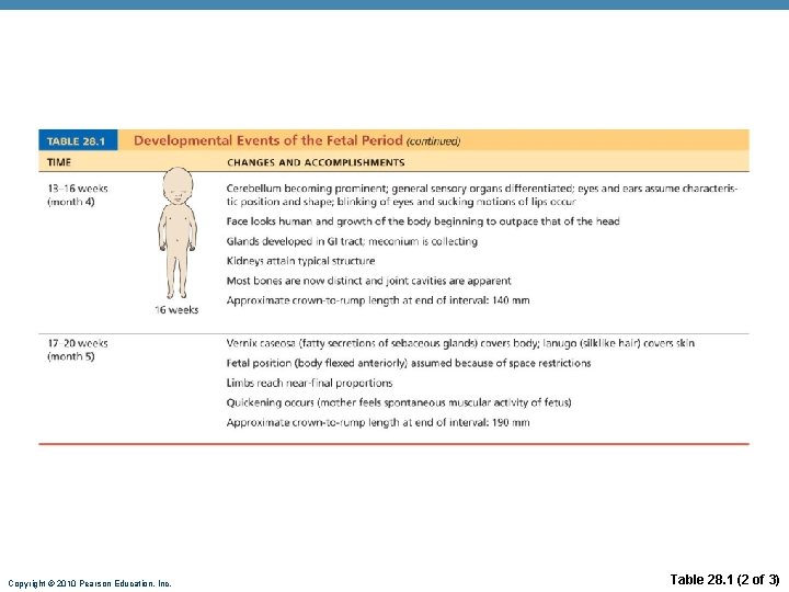 Copyright © 2010 Pearson Education, Inc. Table 28. 1 (2 of 3) 