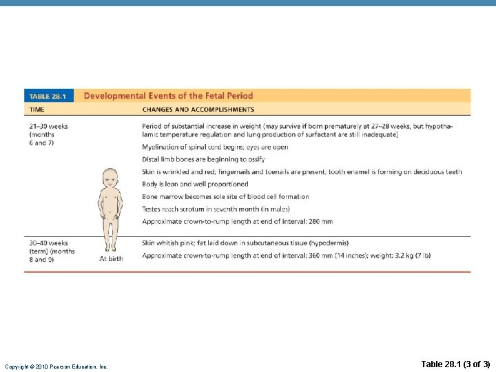 Copyright © 2010 Pearson Education, Inc. Table 28. 1 (3 of 3) 