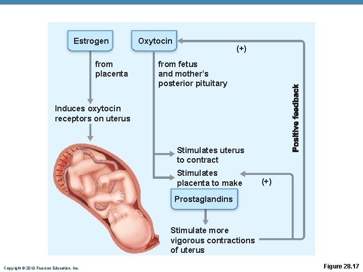 Estrogen from placenta Oxytocin (+) from fetus and mother’s posterior pituitary Induces oxytocin receptors