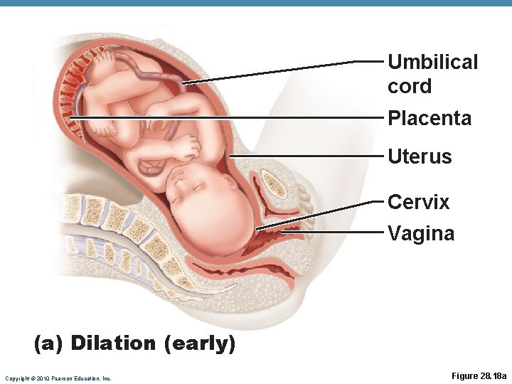 Umbilical cord Placenta Uterus Cervix Vagina (a) Dilation (early) Copyright © 2010 Pearson Education,