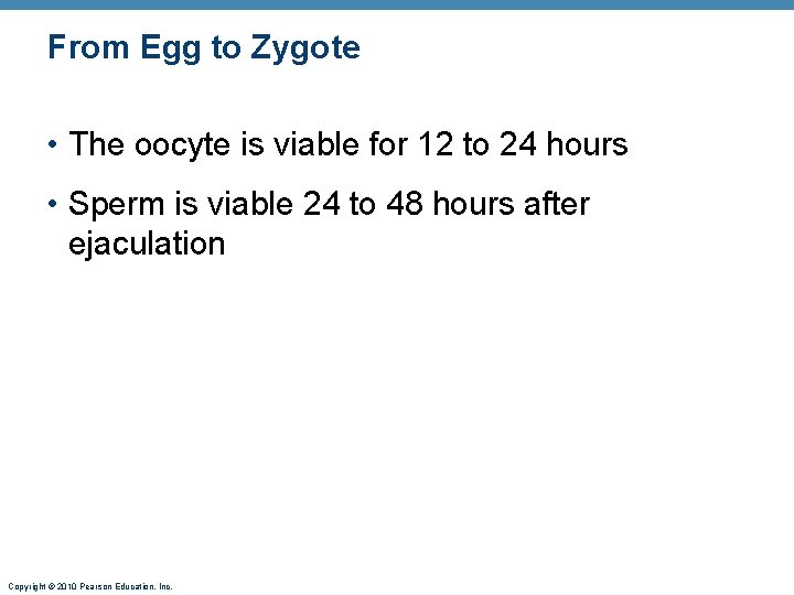 From Egg to Zygote • The oocyte is viable for 12 to 24 hours