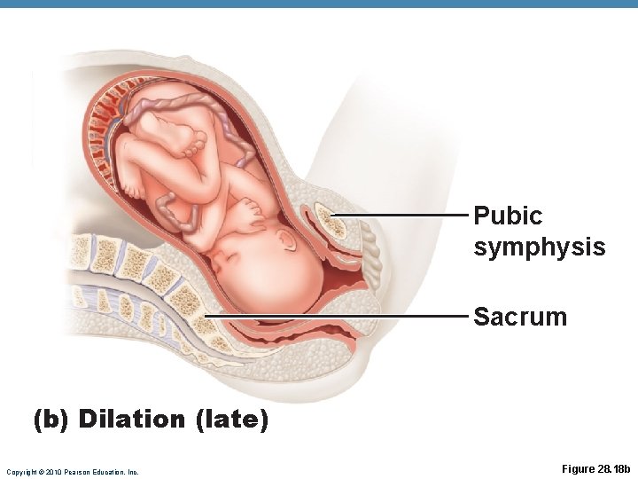 Pubic symphysis Sacrum (b) Dilation (late) Copyright © 2010 Pearson Education, Inc. Figure 28.