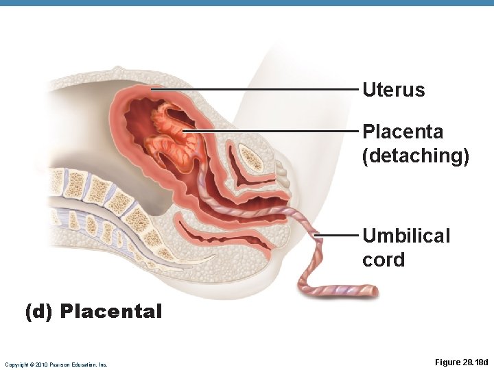 Uterus Placenta (detaching) Umbilical cord (d) Placental Copyright © 2010 Pearson Education, Inc. Figure