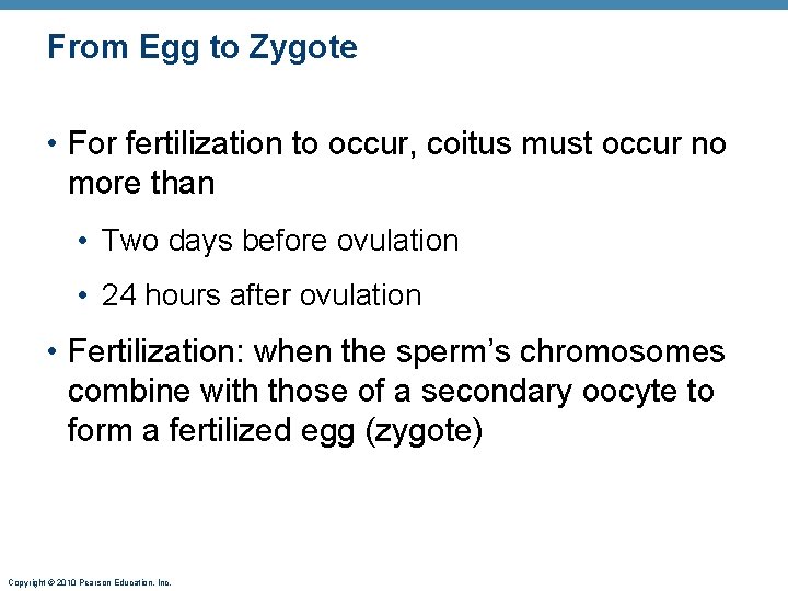 From Egg to Zygote • For fertilization to occur, coitus must occur no more