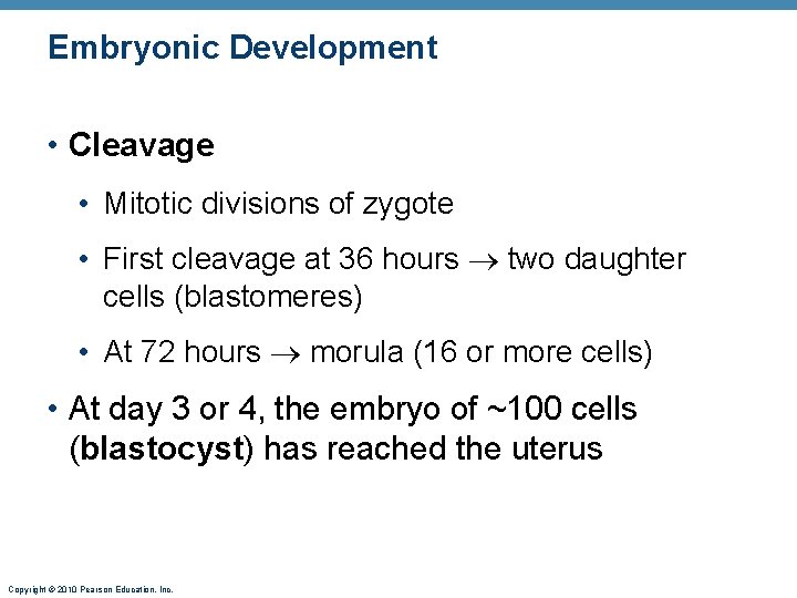 Embryonic Development • Cleavage • Mitotic divisions of zygote • First cleavage at 36