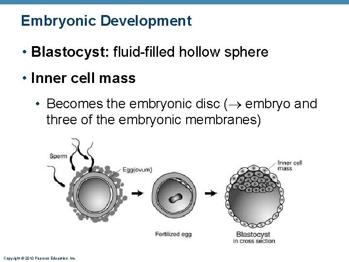 Embryonic Development • Blastocyst: fluid-filled hollow sphere • Inner cell mass • Becomes the