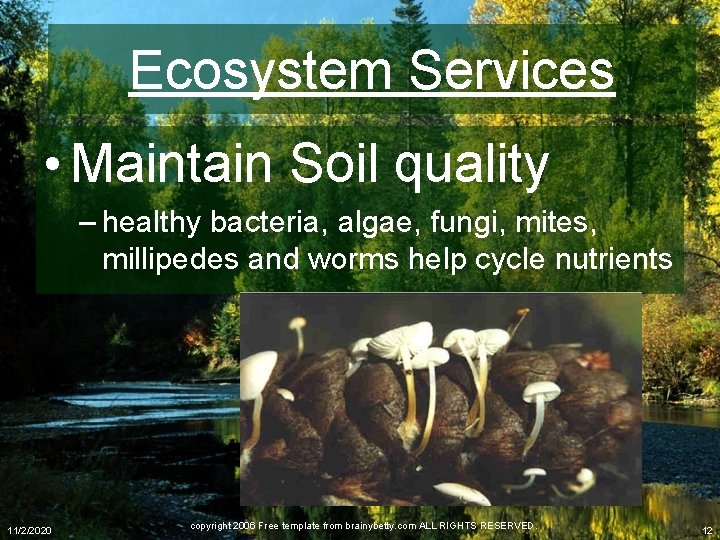 Ecosystem Services • Maintain Soil quality – healthy bacteria, algae, fungi, mites, millipedes and