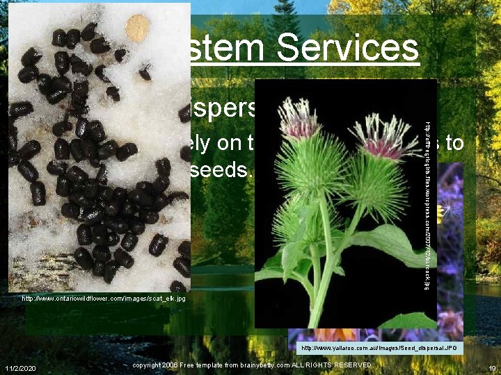 Ecosystem Services http: //offthegridgirls. files. wordpress. com/2007/12/burdock. jpg Disperse seeds • Many plants rely