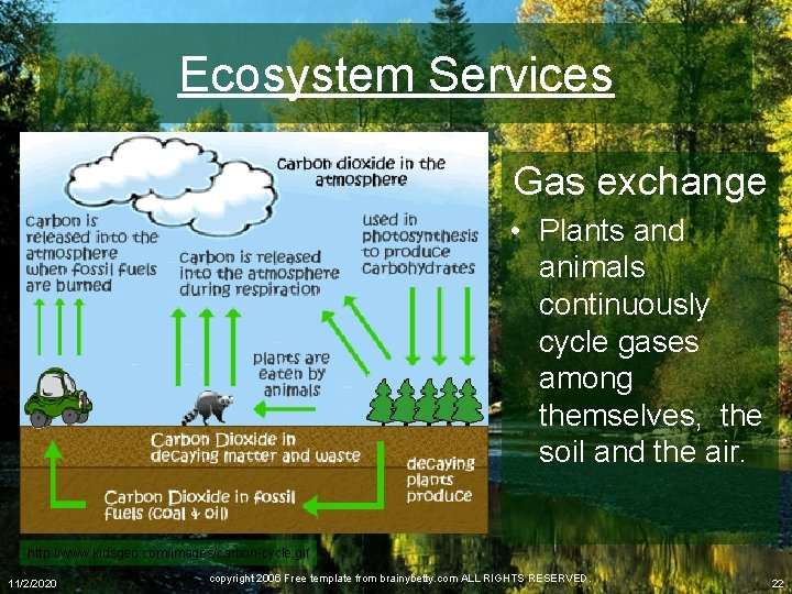 Ecosystem Services Gas exchange • Plants and animals continuously cycle gases among themselves, the