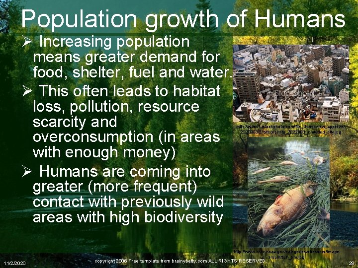 Population growth of Humans Ø Increasing population means greater demand for food, shelter, fuel