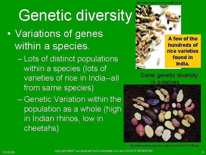 http: //www. sagarprabhu. com/gif/rice 5. gif Genetic diversity • Variations of genes within a