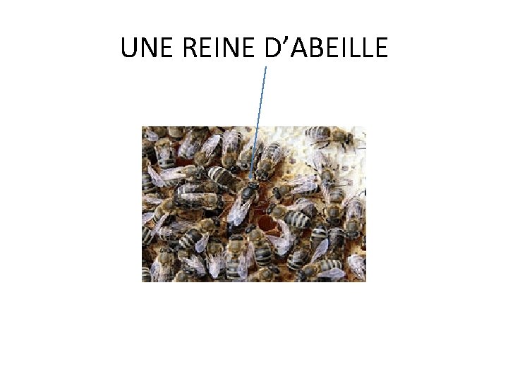 UNE REINE D’ABEILLE UNE REINE D’ABEILLE