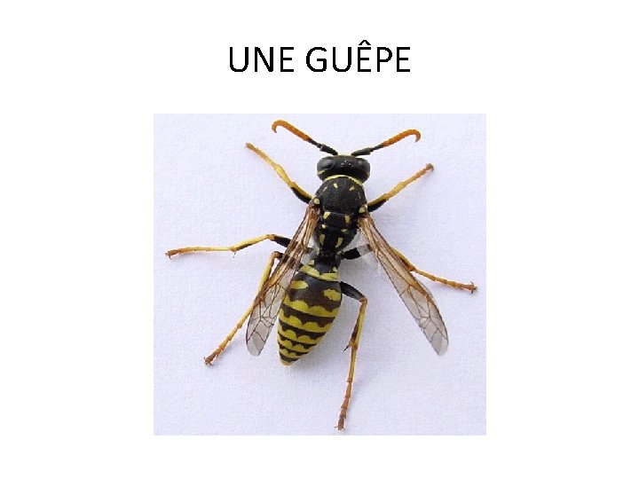 UNE GUÊPE UNE GUÊPE