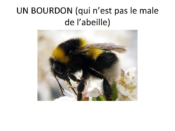 UN BOURDON (qui n’est pas le male de l’abeille) UN BOURDON (qui n’est pas le male de l’abeille)