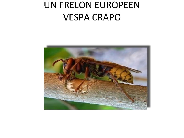UN FRELON EUROPEEN VESPA CRAPO UN FRELON EUROPEEN VESPA CRAPO