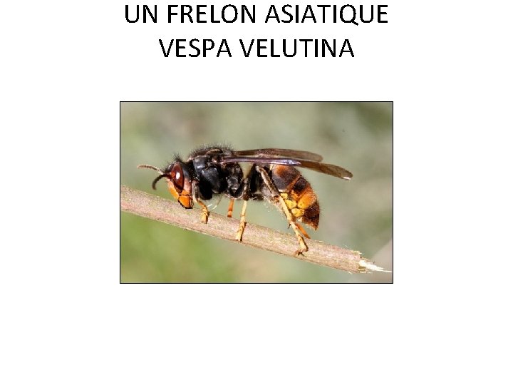 UN FRELON ASIATIQUE VESPA VELUTINA UN FRELON ASIATIQUE VESPA VELUTINA