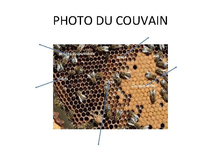 PHOTO DU COUVAIN PHOTO DU COUVAIN