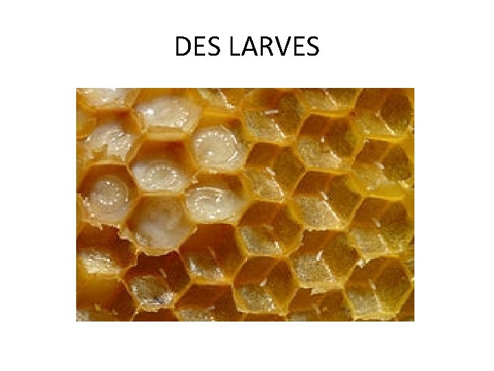 DES LARVES DES LARVES