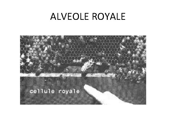 ALVEOLE ROYALE ALVEOLE ROYALE