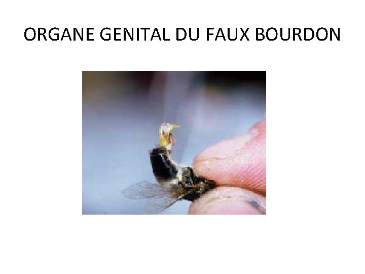 ORGANE GENITAL DU FAUX BOURDON ORGANE GENITAL DU FAUX BOURDON