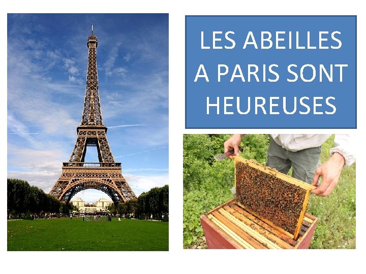 LES ABEILLES A PARIS SONT HEUREUSES LES ABEILLES A PARIS SONT HEUREUSES
