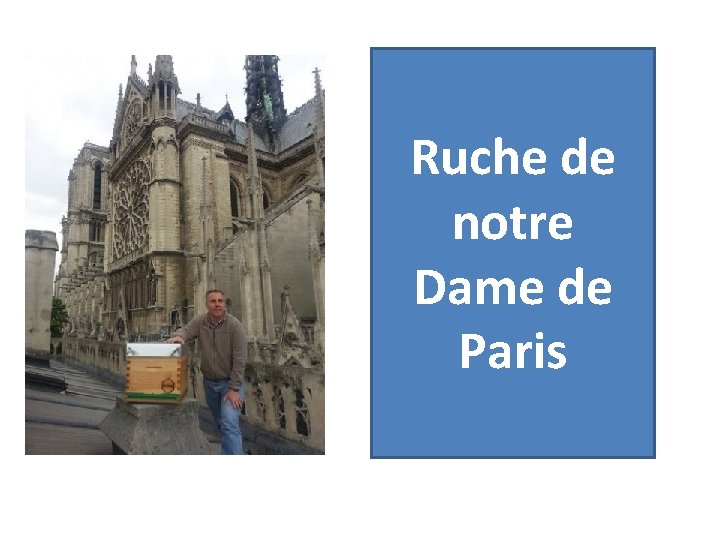 Ruche de notre Dame de Paris Ruche de notre Dame de Paris
