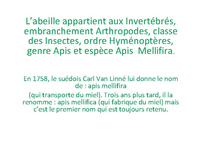 L’abeille appartient aux Invertébrés, embranchement Arthropodes, classe des Insectes, ordre Hyménoptères, genre Apis et L’abeille appartient aux Invertébrés, embranchement Arthropodes, classe des Insectes, ordre Hyménoptères, genre Apis et