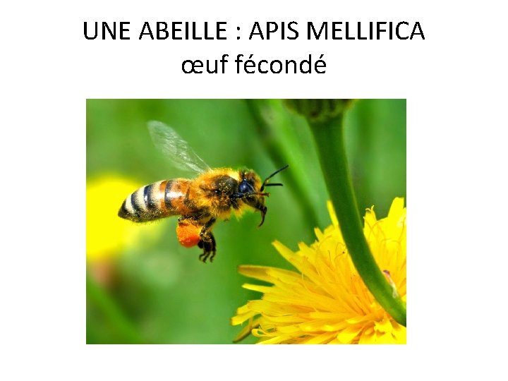 UNE ABEILLE : APIS MELLIFICA œuf fécondé UNE ABEILLE : APIS MELLIFICA œuf fécondé