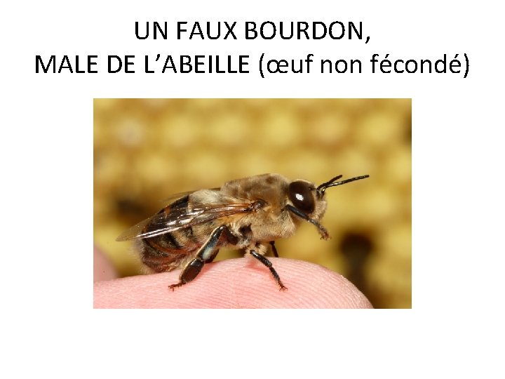 UN FAUX BOURDON, MALE DE L’ABEILLE (œuf non fécondé) UN FAUX BOURDON, MALE DE L’ABEILLE (œuf non fécondé)