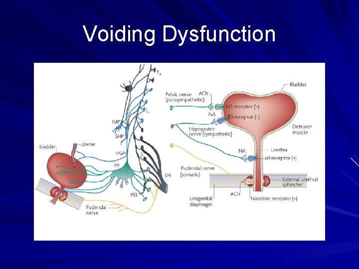 Voiding Dysfunction 