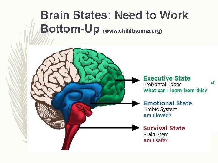 Brain States: Need to Work Bottom-Up (www. childtrauma. org) 