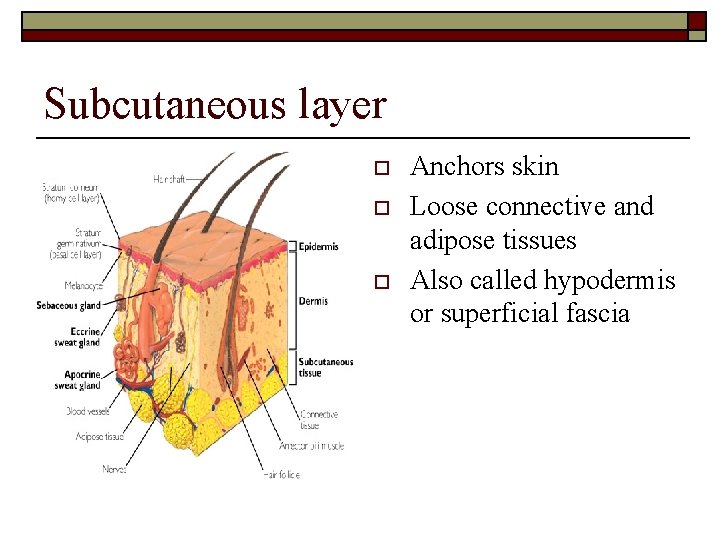 Subcutaneous layer o o o Anchors skin Loose connective and adipose tissues Also called