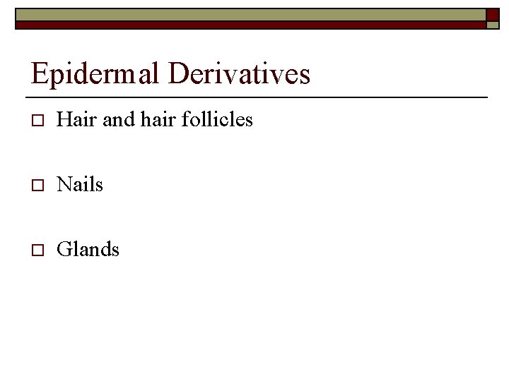 Epidermal Derivatives o Hair and hair follicles o Nails o Glands 