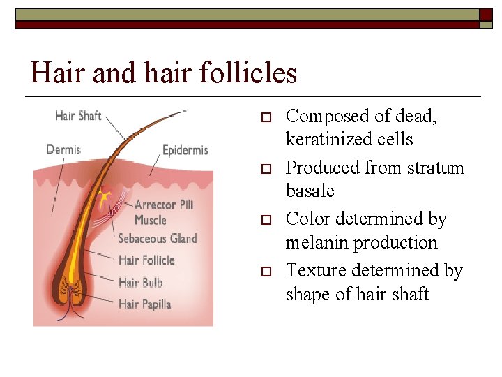 Hair and hair follicles o o Composed of dead, keratinized cells Produced from stratum