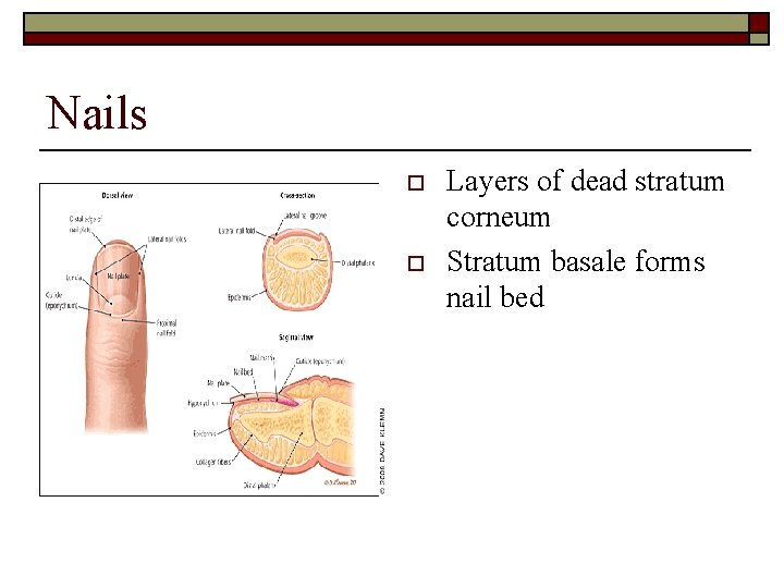 Nails o o Layers of dead stratum corneum Stratum basale forms nail bed 