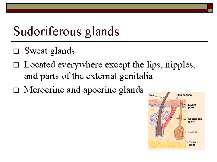 Sudoriferous glands o o o Sweat glands Located everywhere except the lips, nipples, and