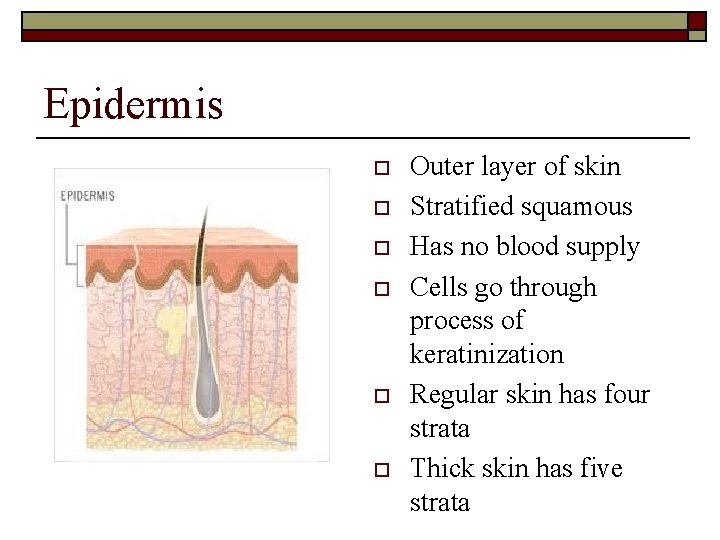 Epidermis o o o Outer layer of skin Stratified squamous Has no blood supply