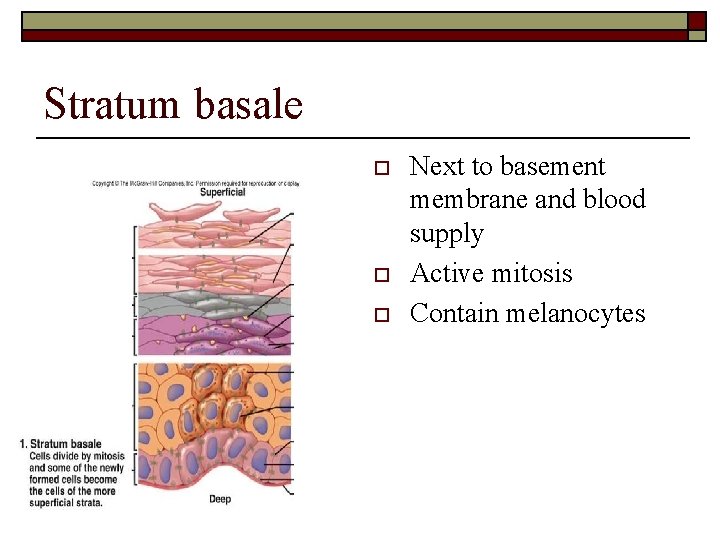 Stratum basale o o o Next to basement membrane and blood supply Active mitosis
