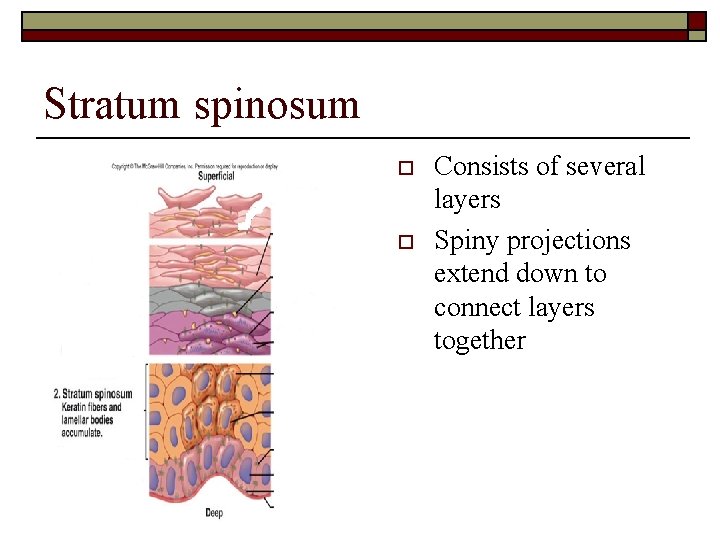 Stratum spinosum o o Consists of several layers Spiny projections extend down to connect