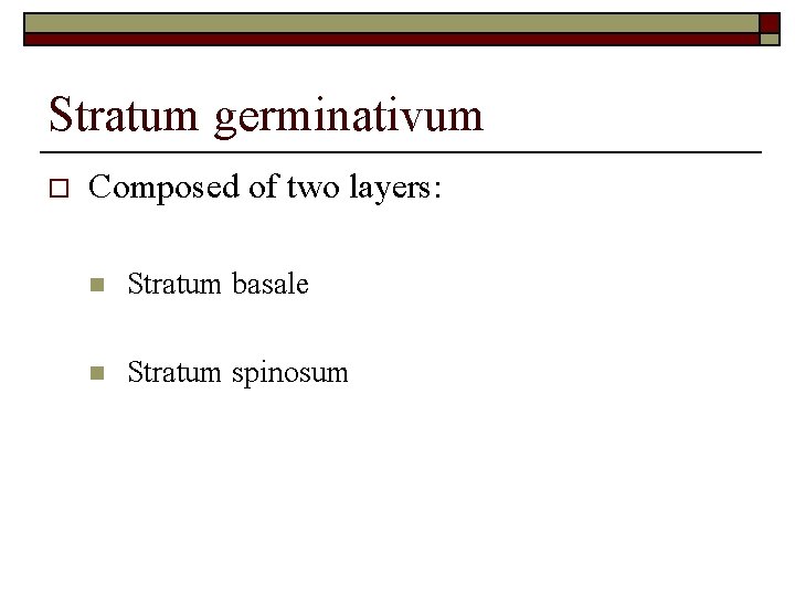 Stratum germinativum o Composed of two layers: n Stratum basale n Stratum spinosum 