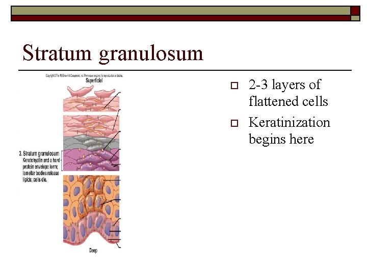 Stratum granulosum o o 2 -3 layers of flattened cells Keratinization begins here 