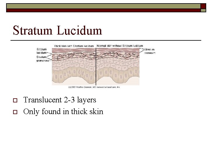 Stratum Lucidum o o Translucent 2 -3 layers Only found in thick skin 