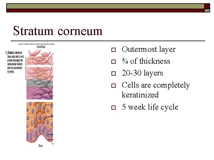 Stratum corneum o o o Outermost layer ¾ of thickness 20 -30 layers Cells
