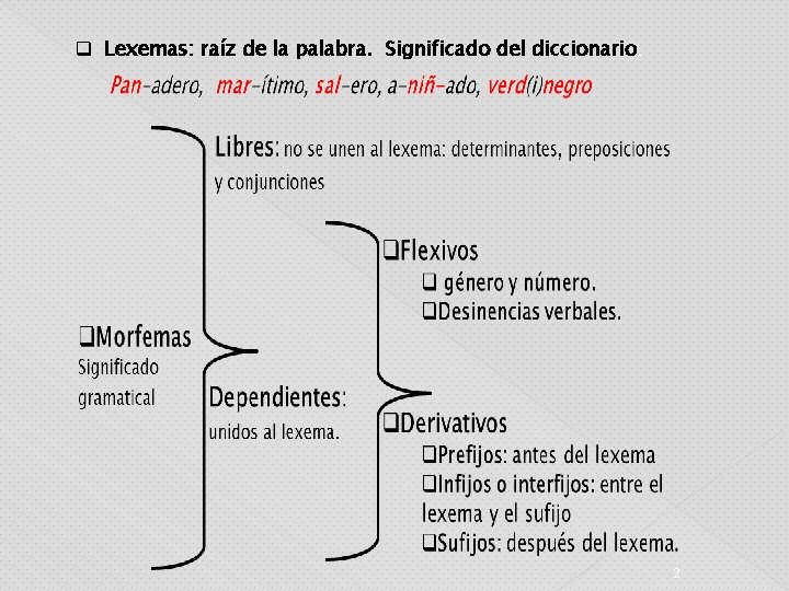 q Lexemas: raíz de la palabra. Significado del diccionario. 2 