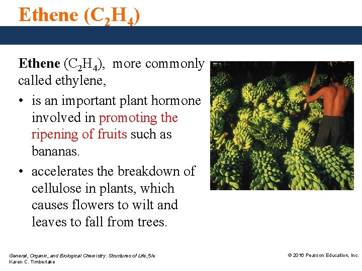 Ethene (C 2 H 4), more commonly called ethylene, • is an important plant