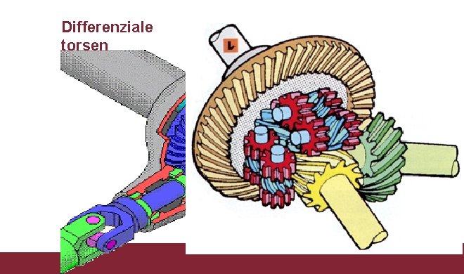 Differenziale Il differenziale torsen 