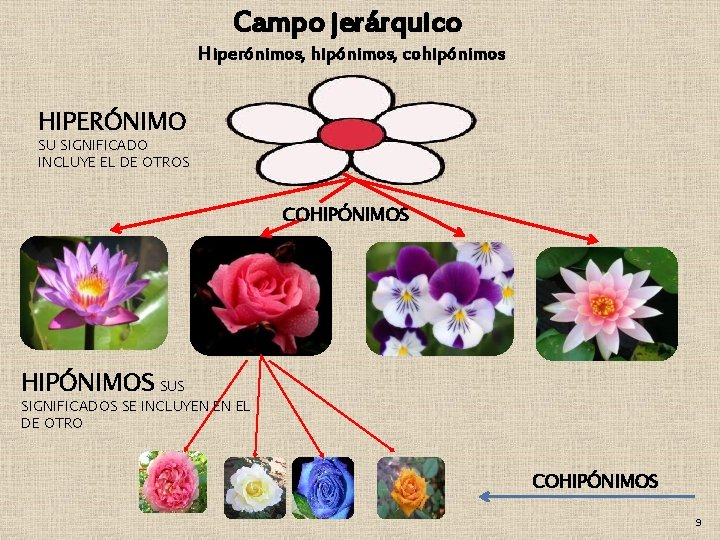 Campo jerárquico Hiperónimos, hipónimos, cohipónimos HIPERÓNIMO SU SIGNIFICADO INCLUYE EL DE OTROS COHIPÓNIMOS SUS