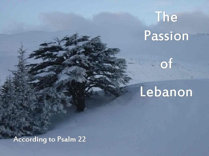 The Passion of Lebanon According to Psalm 22 