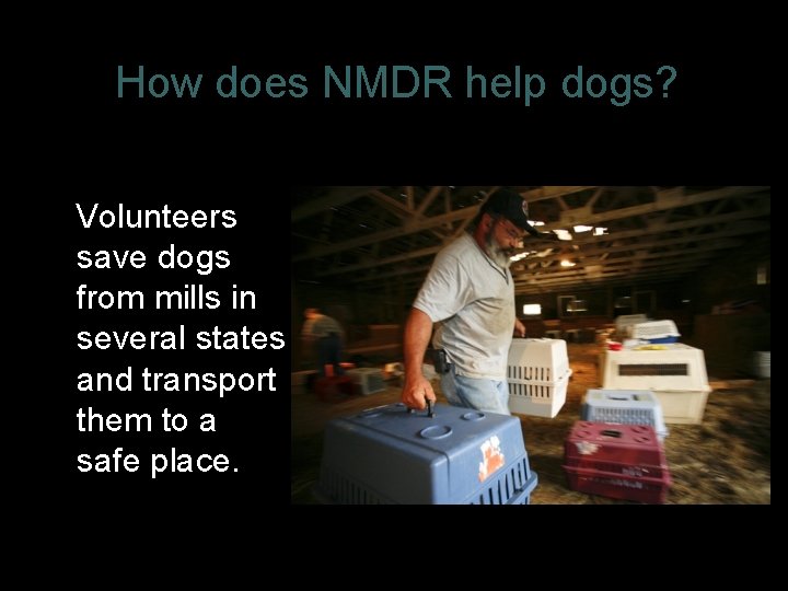 How does NMDR help dogs? Volunteers save dogs from mills in several states and